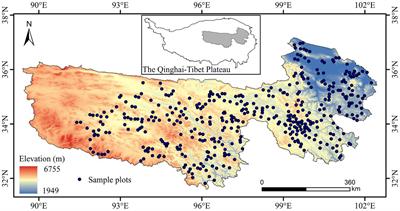 Relationship between plant species diversity and aboveground biomass in alpine grasslands on the Qinghai–Tibet Plateau: Spatial patterns and the factors driving them